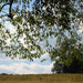 In the shade under a tree