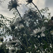 Daisies