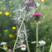 Thistle Seeds