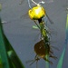 Damselfly orgy!