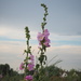 Flower in the skies