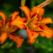 Day Lily