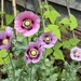 Poppies in the Vegetable Patch