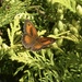 Gatekeeper