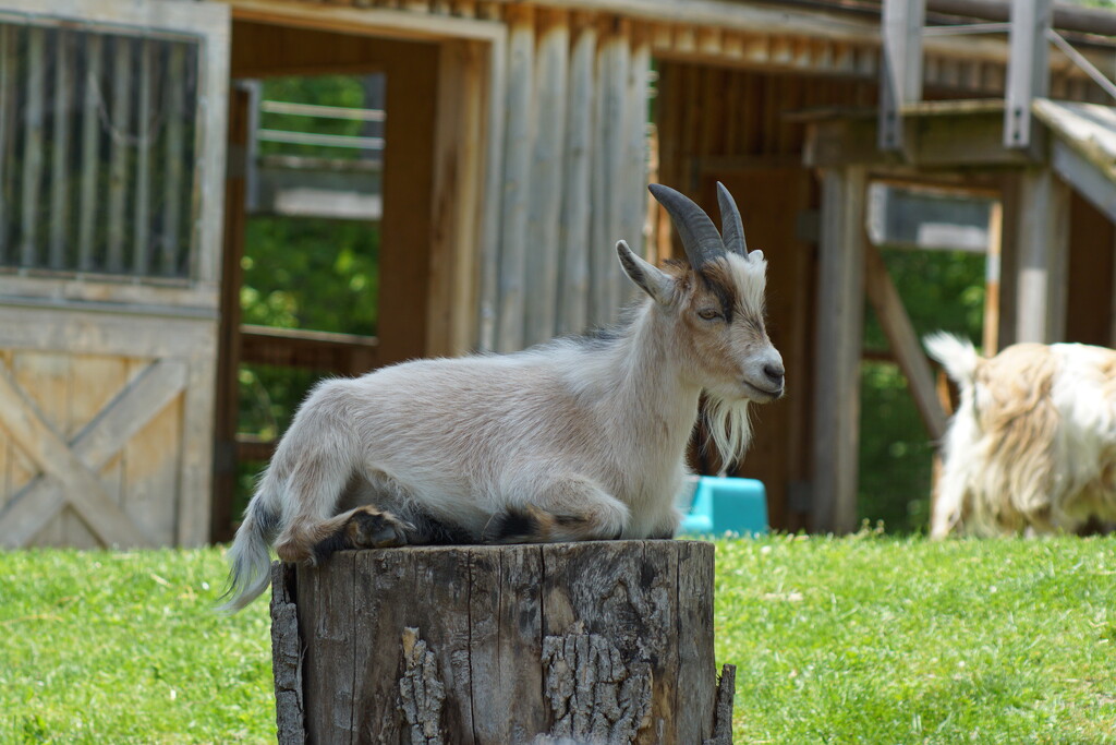 relaxing goat by medusa61