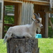 relaxing goat