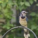 Perky Jay