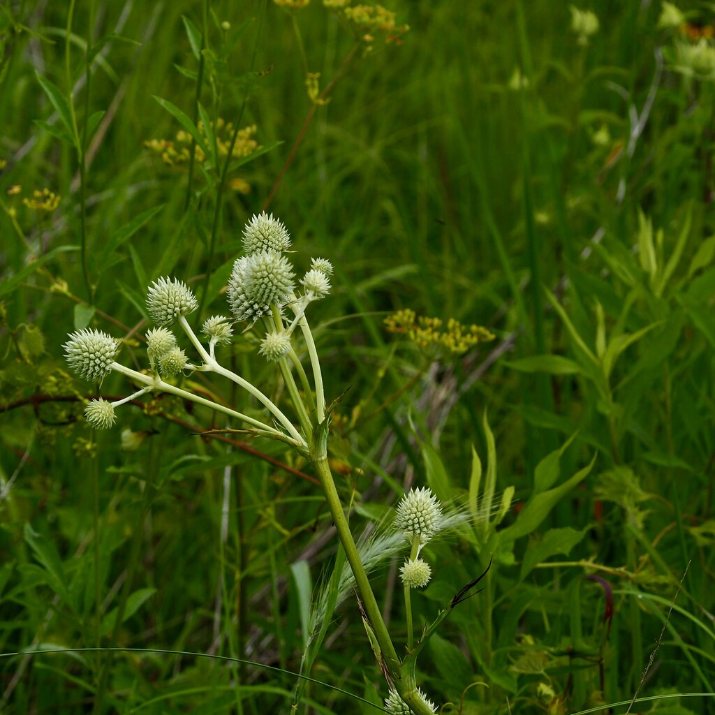 Rattlesnake Master by vlc