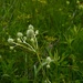 Rattlesnake Master