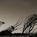 Bent but not broken by ankers70