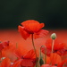 Poppy