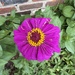 Zowie Zinnia by allie912
