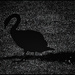 25 - Illusion