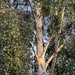 27 - Sunlight on the Birch Tree