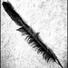 28 - Crow's Feather