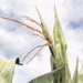 Corn tassel watercolour 