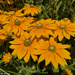 Sunny Blooms