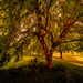 After the Thunderstorm - Eerie colors