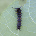 Pipevine Swallowtail Caterpillar