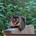 My Tortie Cat 
