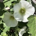 Hollyhocks 
