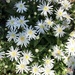 Daisies Blooming 