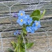 Little Garden Wonders 