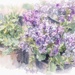 These are from the garden center, by ludwigsdiana