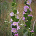 Flower in the fields