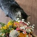Sniff