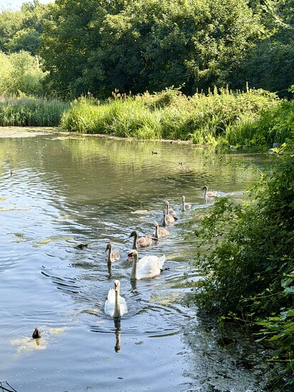 Swans and Cygnets  by jeremyccc