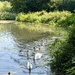 Swans and Cygnets 