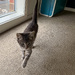 inquisitive Luna