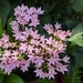 Pentas or Egyptian starclusters by zilli