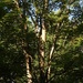 The maple that shades the deck... by marlboromaam