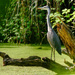 Heron