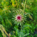 Musk Thistle by gdim65