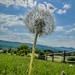 Country Living