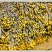 Channel Wrack Seaweed