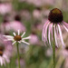 Blowing in the Wind