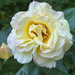 Peace Rose