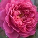 Emma Bridgewater Rose