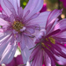 Cosmos