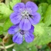 Rozanne Geranium