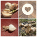 Fresh Garlic