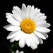 The Much Travelled Shasta Daisies (Leucanthemum superbum) by phil_howcroft