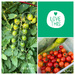 Cherry Tomatoes 