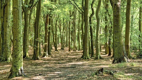 Wombwell Woods by neil_ge