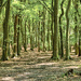Wombwell Woods