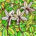 Swamp Azalea